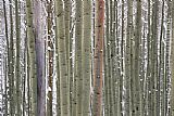 Aspens in Snow by Unknown Artist